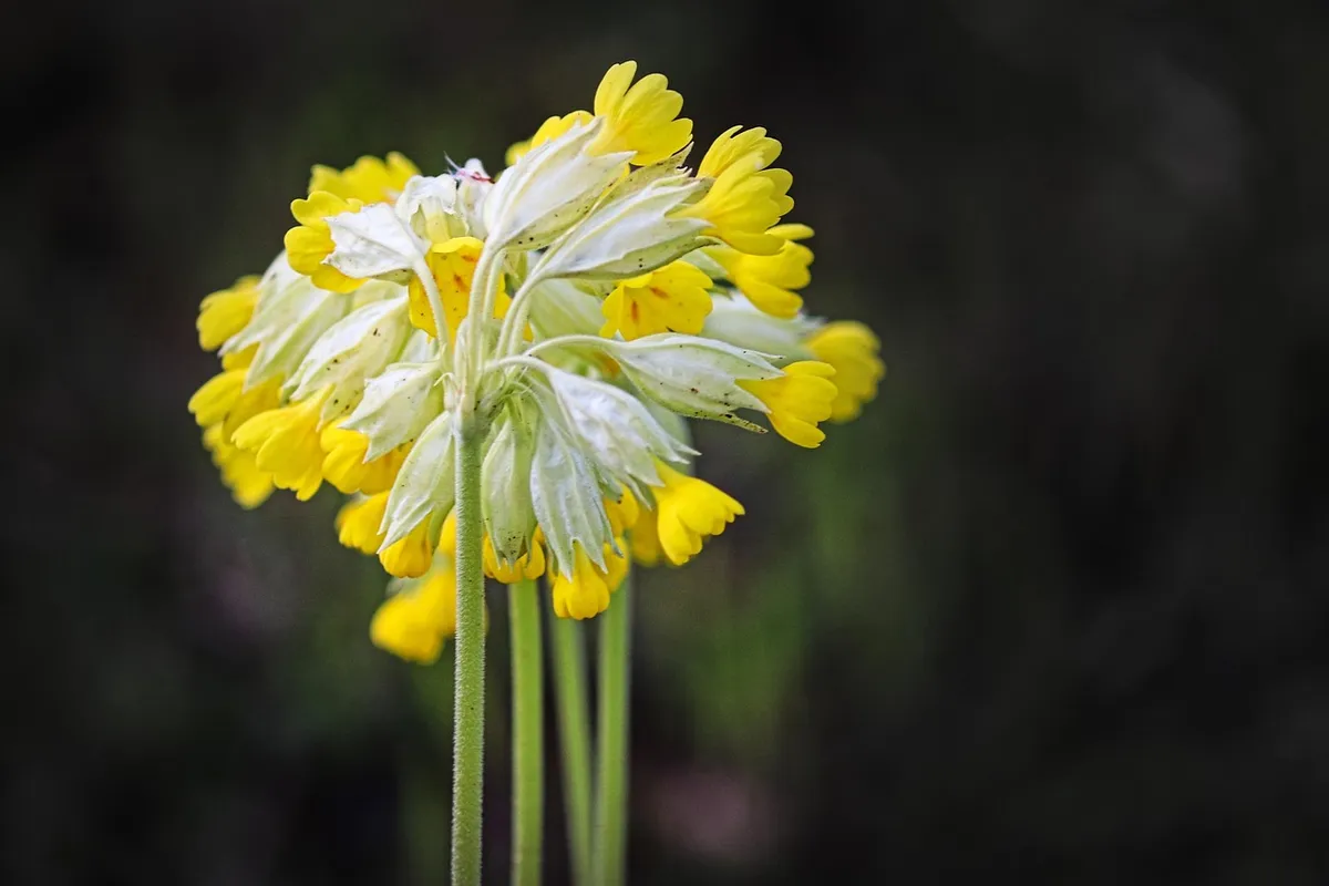 flower, cowslips, sky key, flower background, real cowslip, beautiful flowers, primula veris, spring cowslip, heaven key, blossom, flower wallpaper, bloom, natu